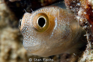 Little blenny, 100mm + stacked lense  +10 subsee and +6 inon by Stan Flachs 